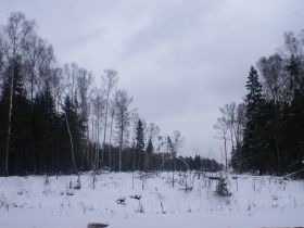 Просека, прорубленная строителями в Химкинском лесу. Фото: Капаров.Ru